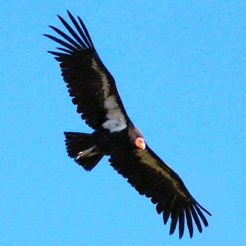 Maybe you will see a California Condor.