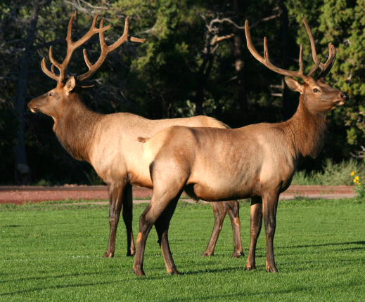An elk greets a Grand Canyon Day Tour