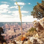 Group Tours at Grand Canyon