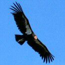 Guided tour guests see a California Condor