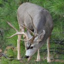 A Mule Deer greets one of our day tours
