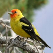 The Best Grand Canyon Tours | Biology Class Studies Western Tanager