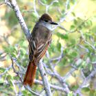 Ash-throated Flycatcher