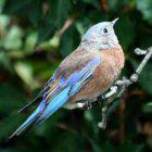 Western Bluebird