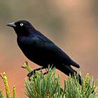 Brewer's Blackbird