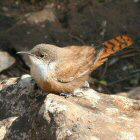 Canyon Wren