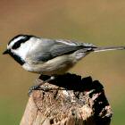 Mountain Chickadee