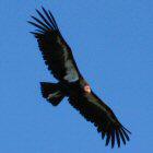 California Condor