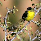 Lesser Goldfinch