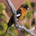 Black-headed Grosbeak