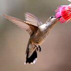 Hummingbird