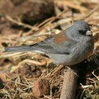 Dark-eyed Junco