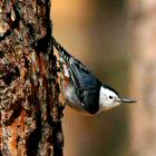 White-breasted Nuthatch