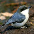 Pygmy Nuthatch