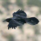 Common Raven