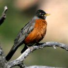 American Robin