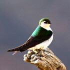 Violet-green Swallow