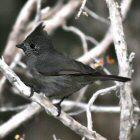 Juniper Titmouse