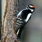 Hairy Woodpecker