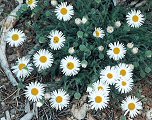 Fleabane