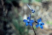 Larkspur