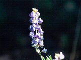Lupin Flowers