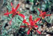 Indian Paintbrush