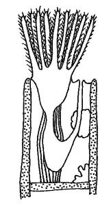 Drawing of a bryozoan