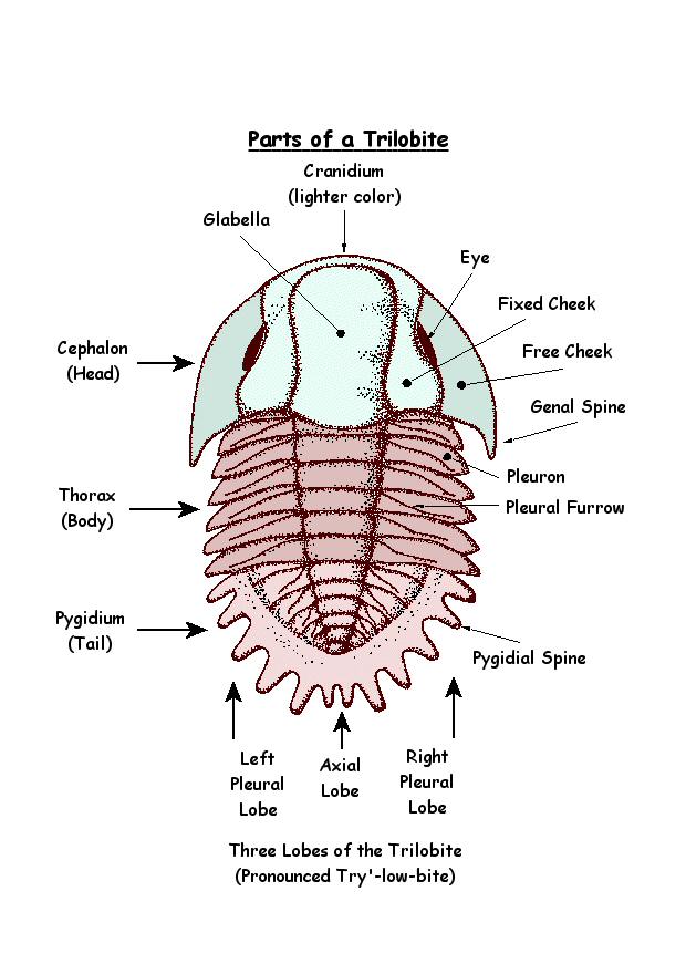 Fossil Photo