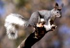 Abert's Squirrel