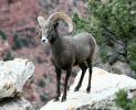 Bighorn Sheep