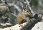 Cliff Chipmunk