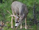 Mule Deer