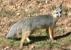 Gray Fox