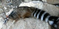 Ringtail