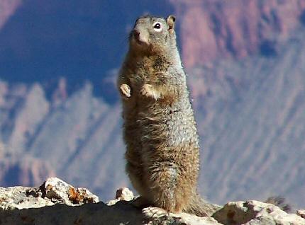 Rock Squirrel