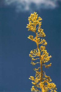 Utah Agave Flowers