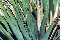 Agave Leaves