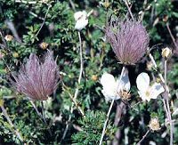 Apache Plume Flower