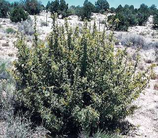 Fremont Barberry