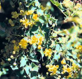 Fremont Barberry Flower