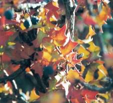 Barberry in Fall Color