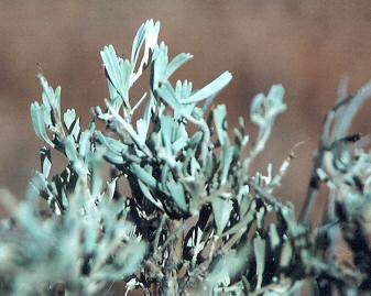 Big Sagebrush Leaves