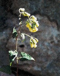 Brickellia Flowers