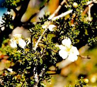 Cliffrose Flower