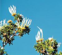 Cliffrose Plumes