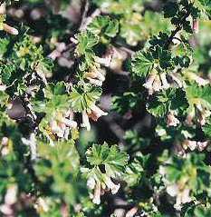 Wax Currant Flower