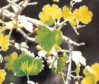 Wax Currant Leaves