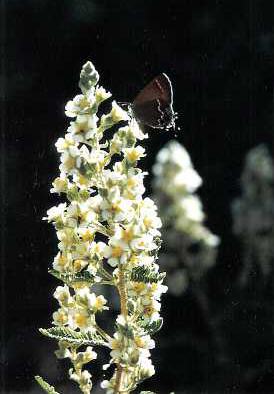 Fernbush Flowers