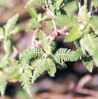 Fernbush Leaves